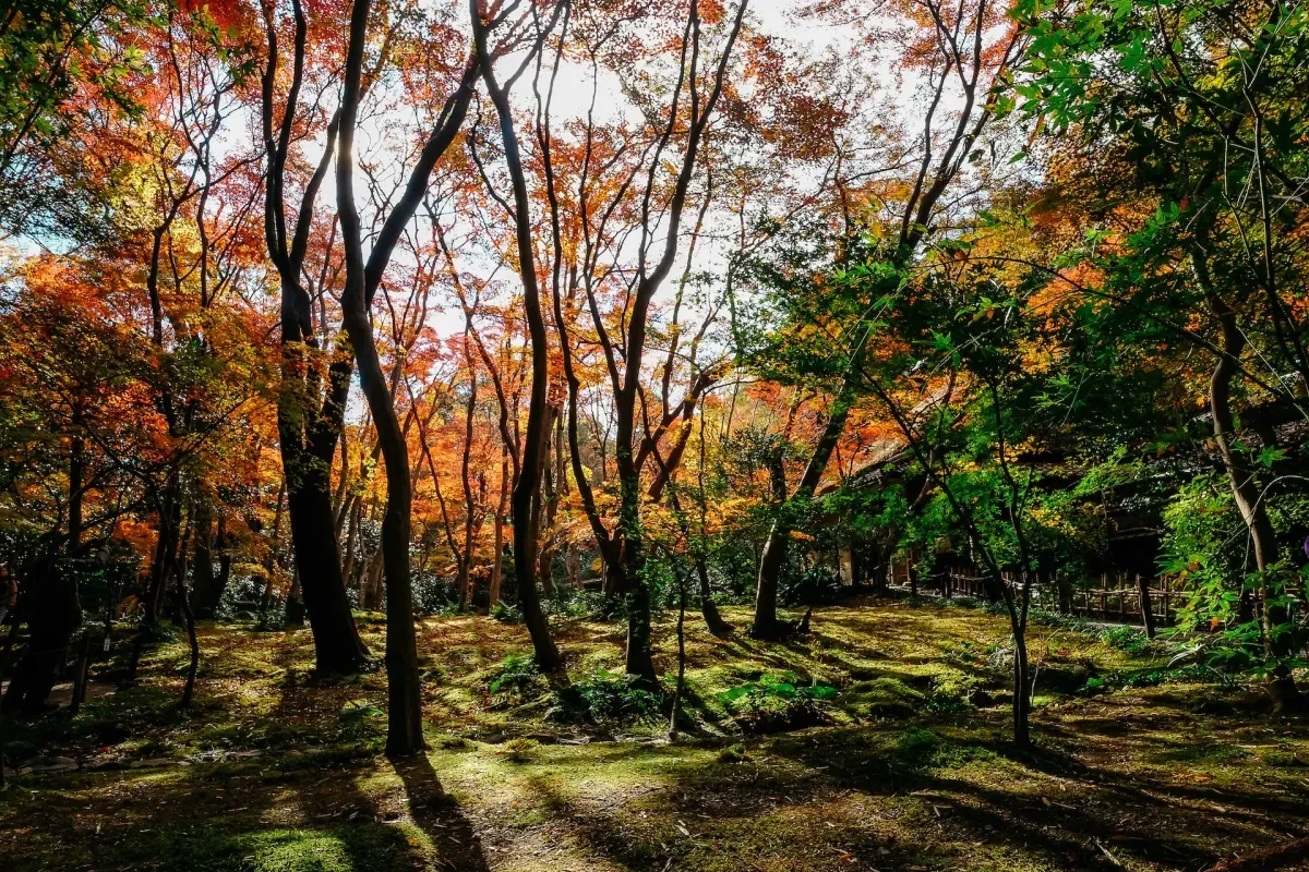 Photo from Holicay - 5 Days Kyoto Itinerary: Zen, Temples, and Tea Galore - Your Japan Journey Awaits